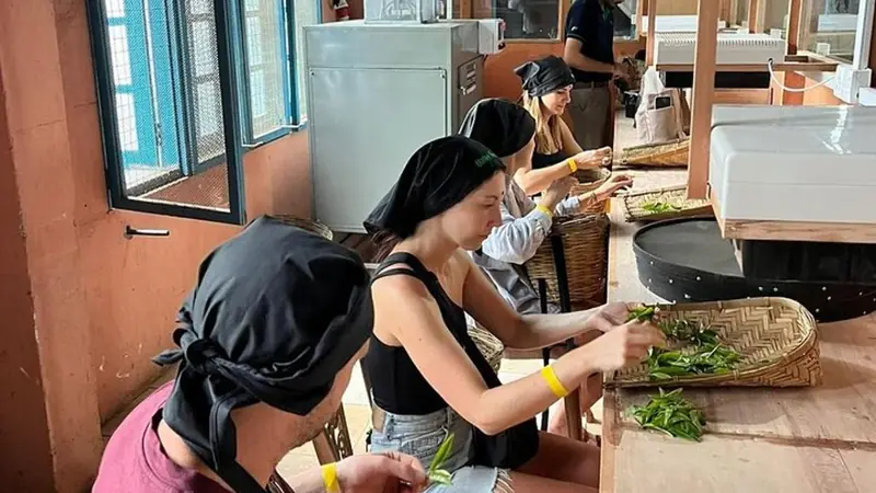 Handmade tea in Halpewatte: from leaf to cup